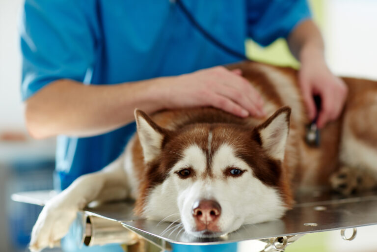 husky at the vet