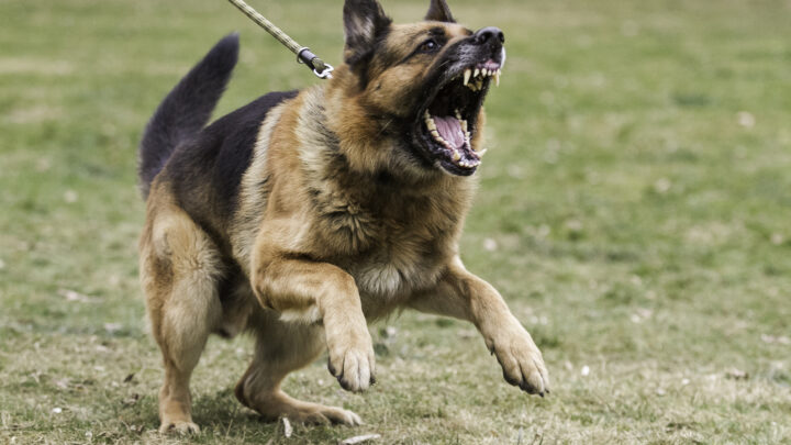 Where To Surrender An Aggressive Dog? 6 Safe Solutions