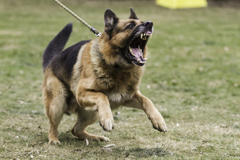 Aggressive Dog barking