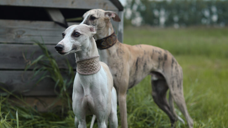 Whippet Colors: Everything You Need To Know!