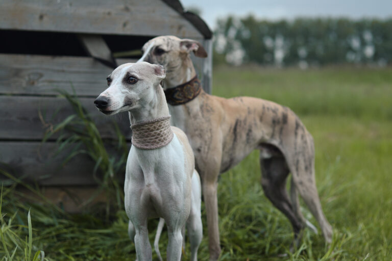 two whippet dogs standing in the grass
