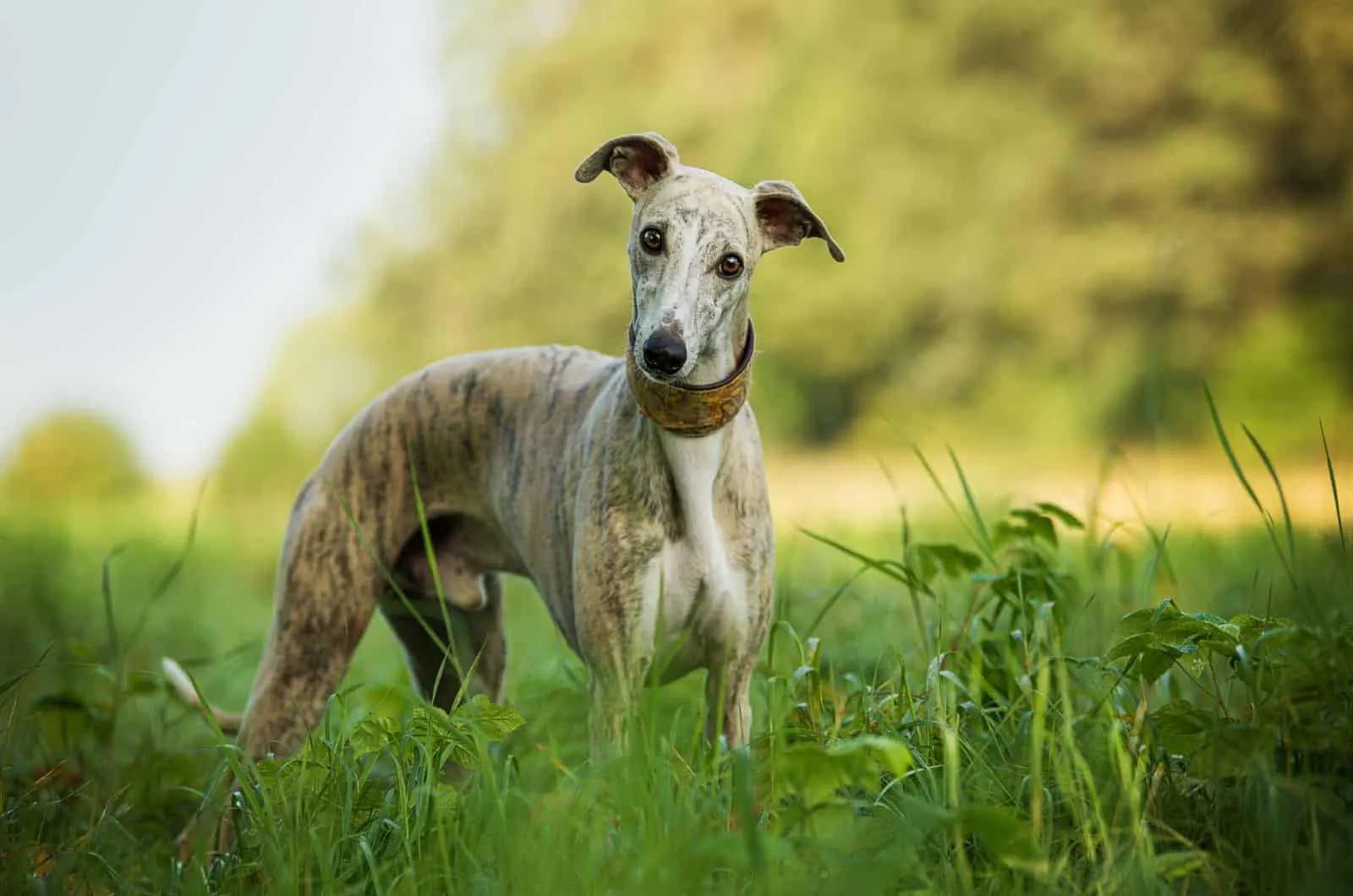Whippet dog in the grass