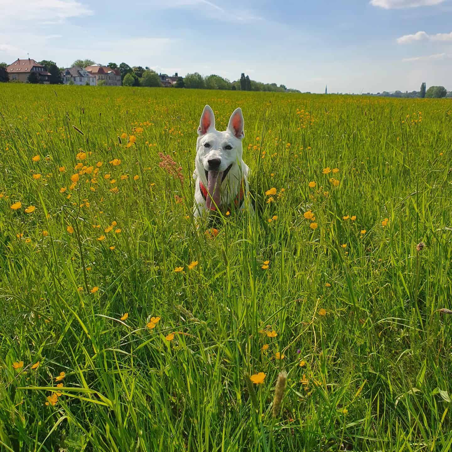 White American Shepherd in a field