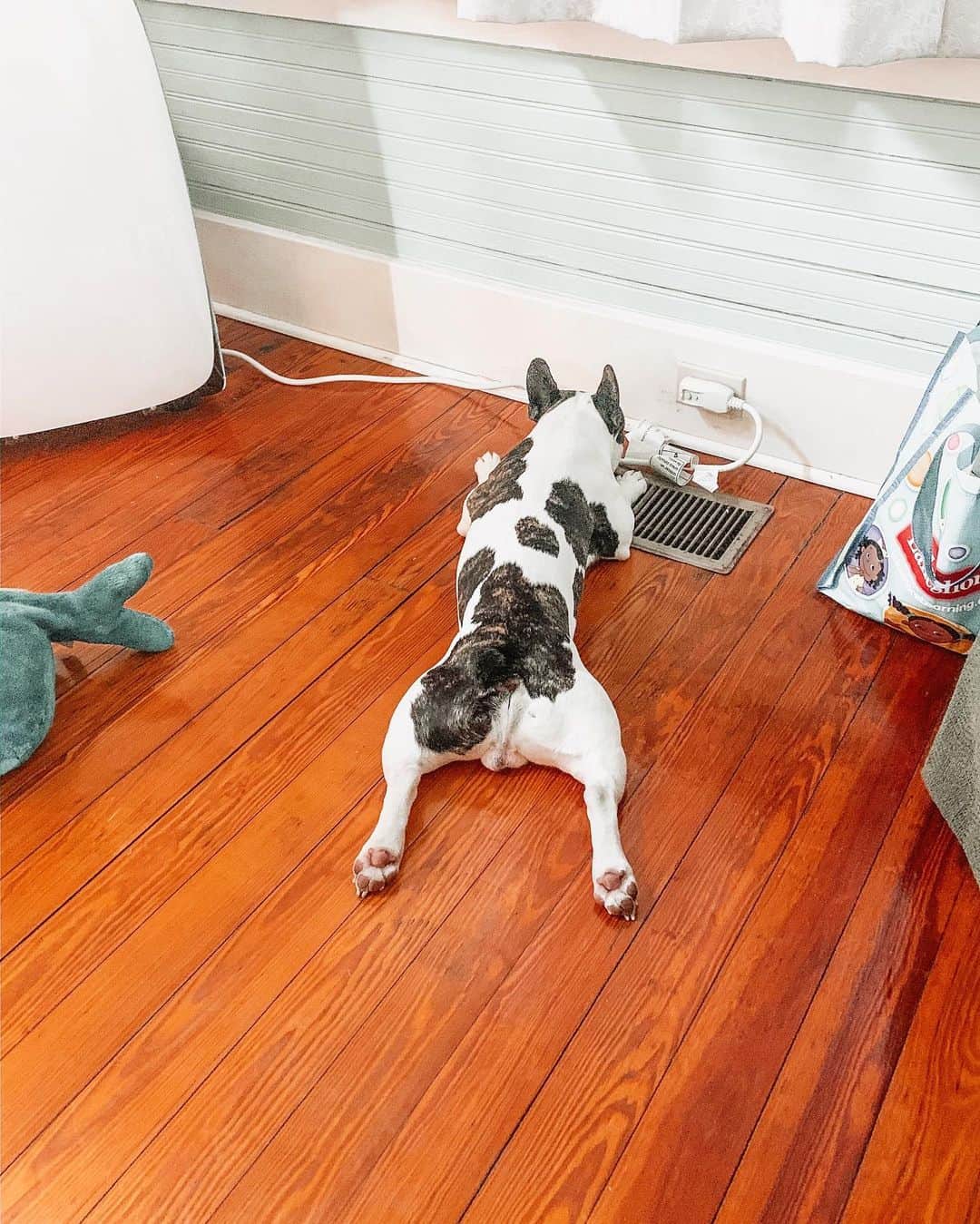 White And Brindle French Bulldog