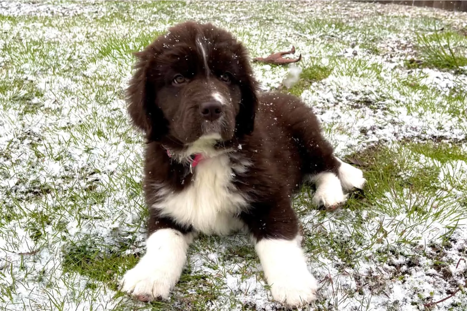 White And Brown Newfoundland