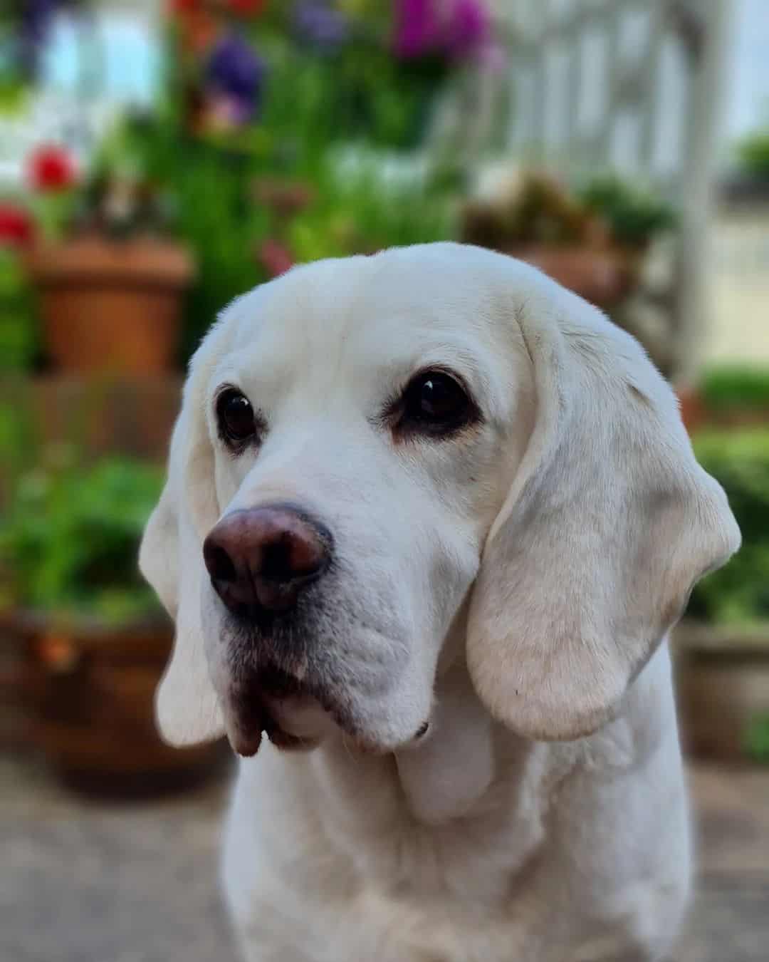 White Beagle stands and looks ahead