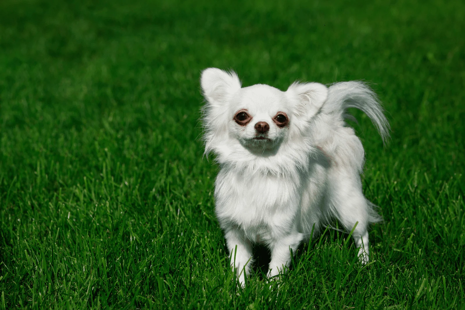 White Chihuahua standing in green grass