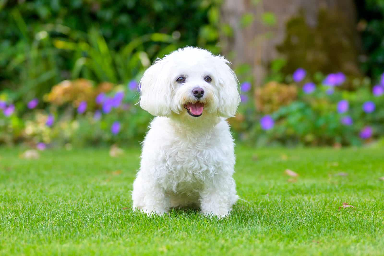 White Havanese