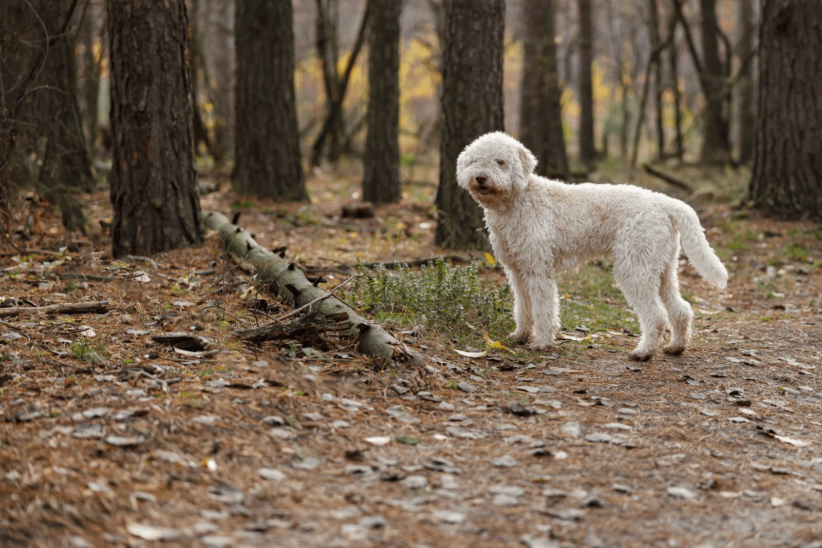White Lagotto Romagnolo stands in the forest