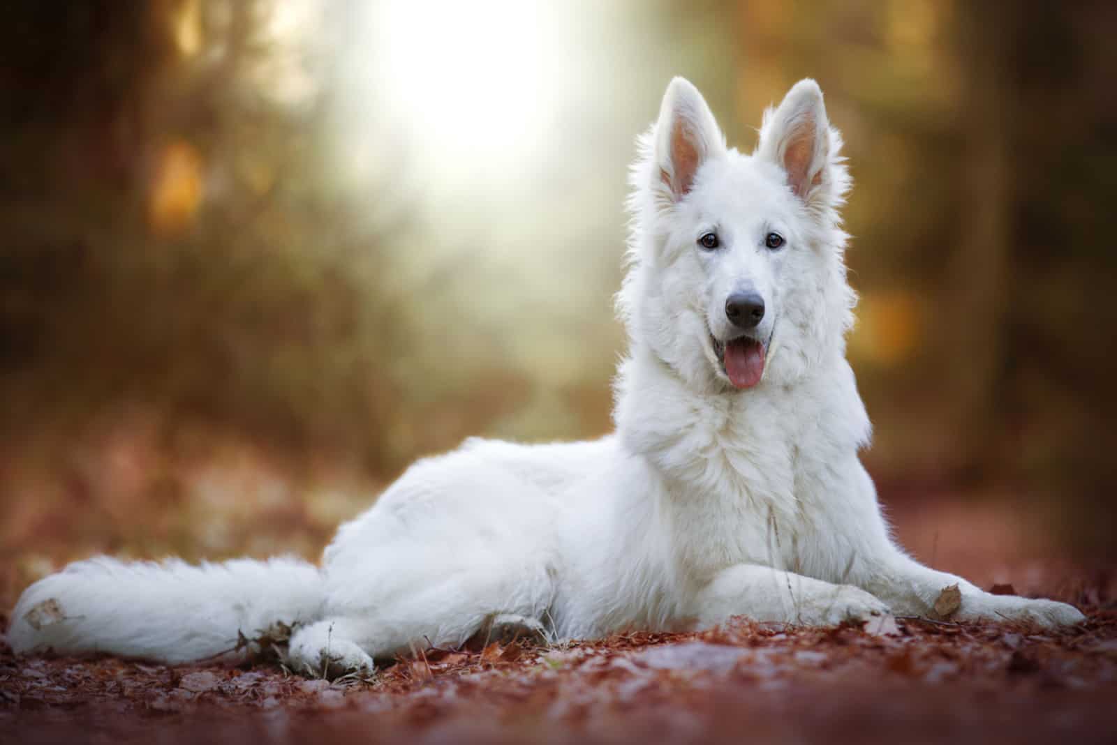 White Swiss Shepherd Dog lies in the park