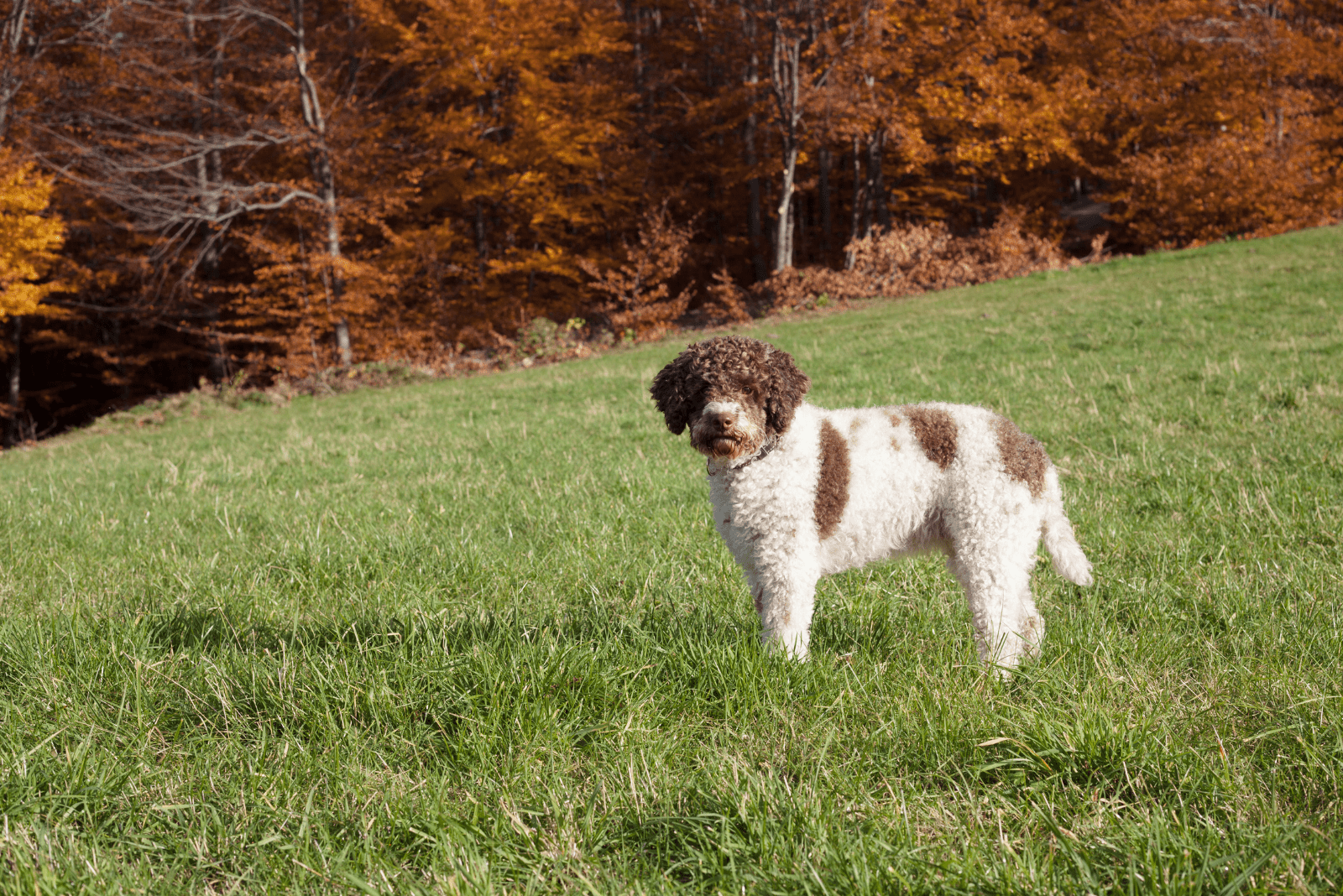 White With Brown Lagotto Romagnolo walks in the field