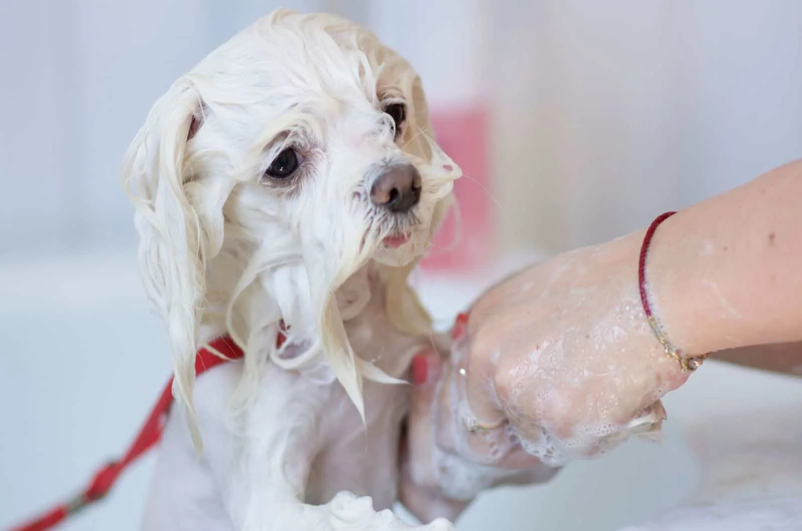 White maltese dog is groomed in salon