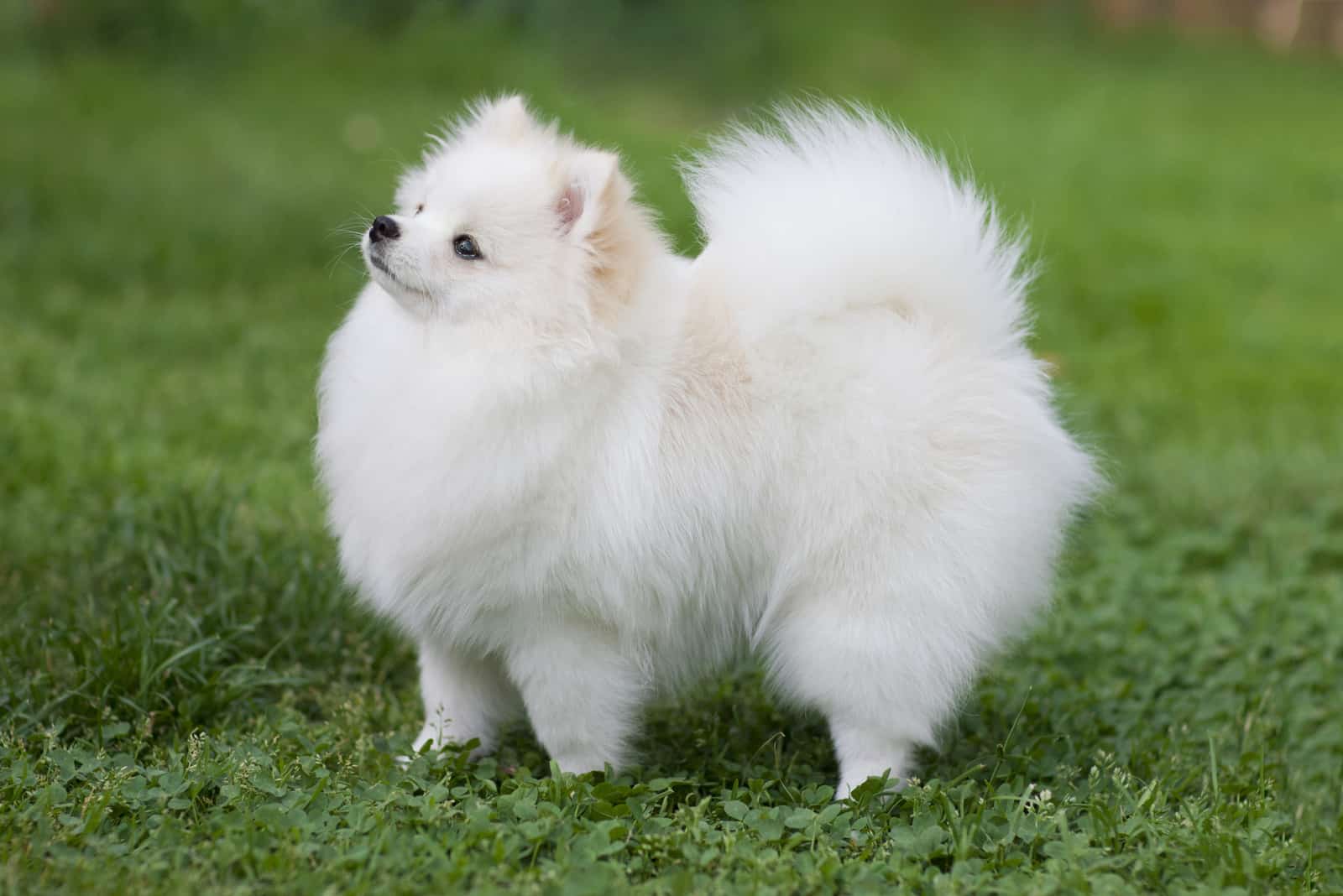 White pomeranian