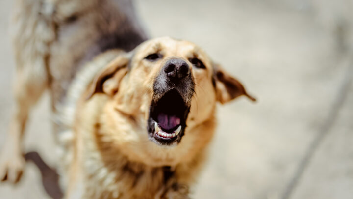 Why Do Dogs Bark When Humans Fight? 7 Reasons