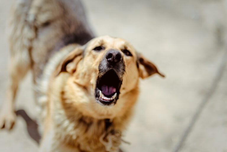 dog barking