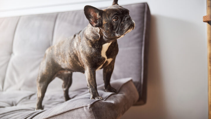 Why Do Dogs Hump The Air? 7 Reasons For This Weird Behavior