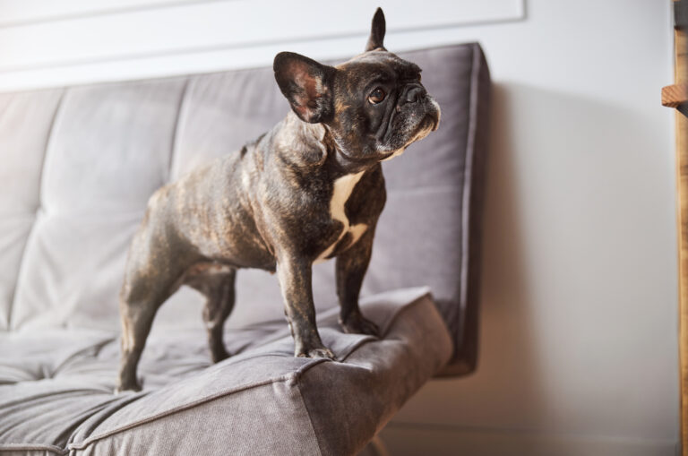 dog standing on sofa