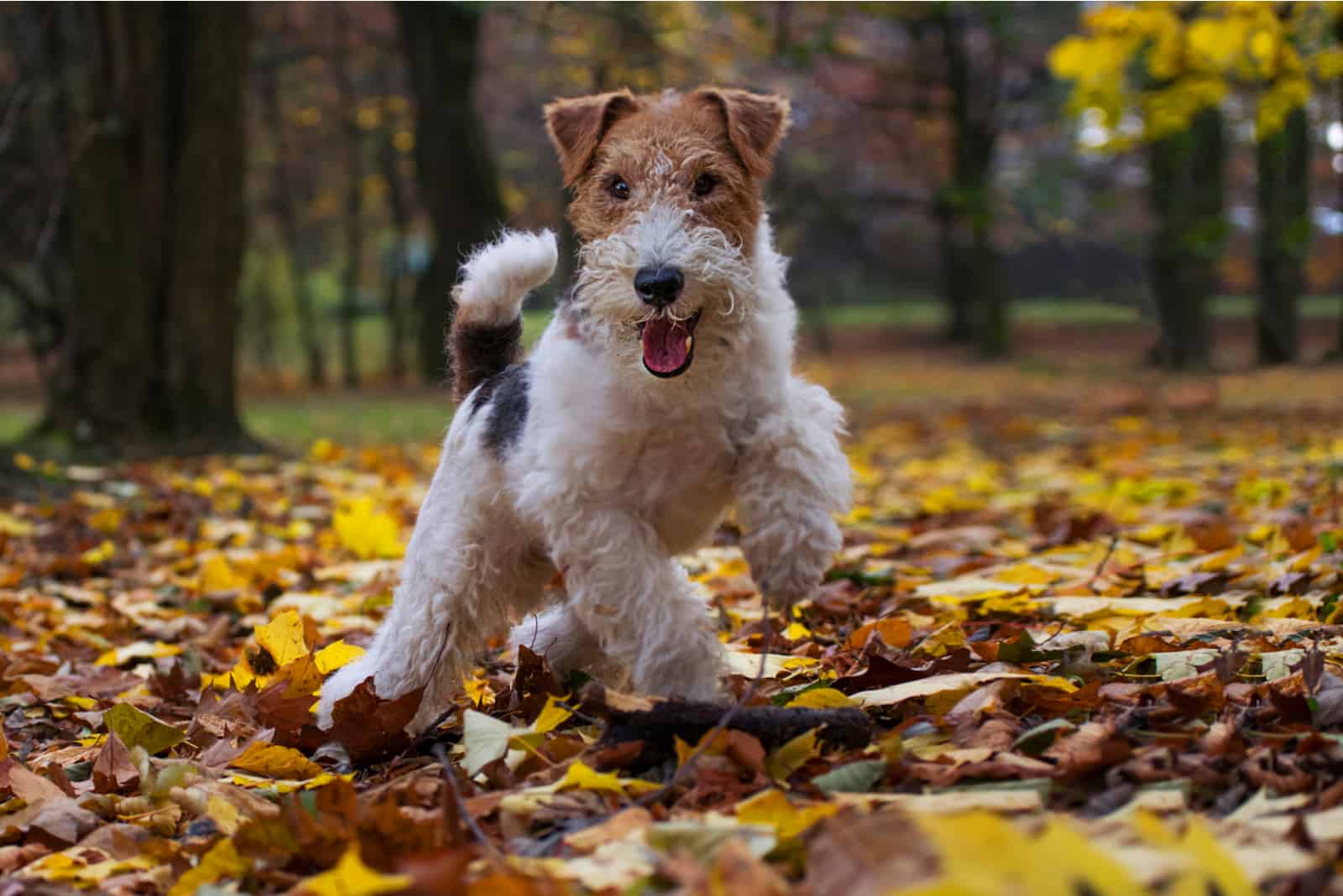 Wire Fox Terrier