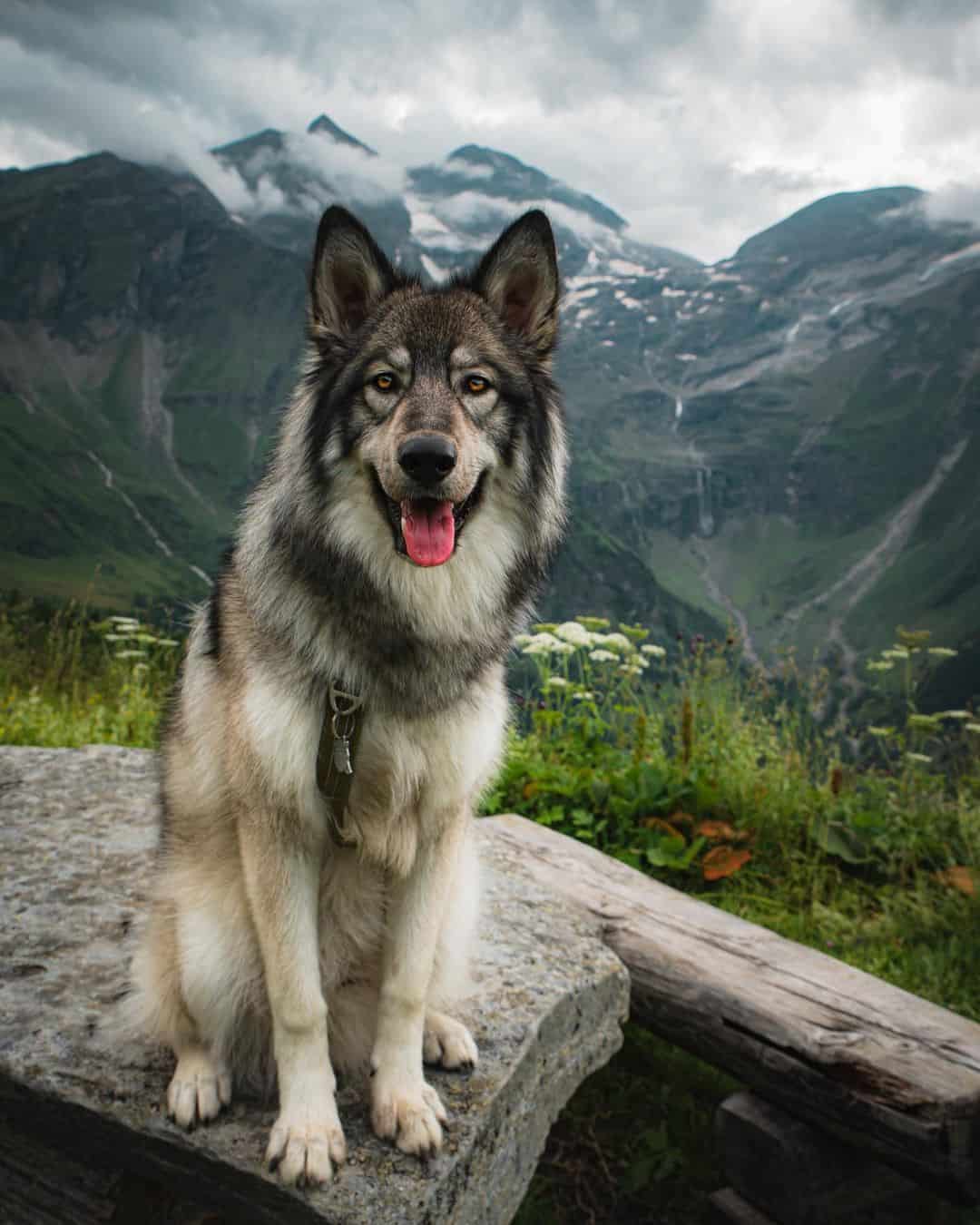 Wolfdog is sitting on a rock
