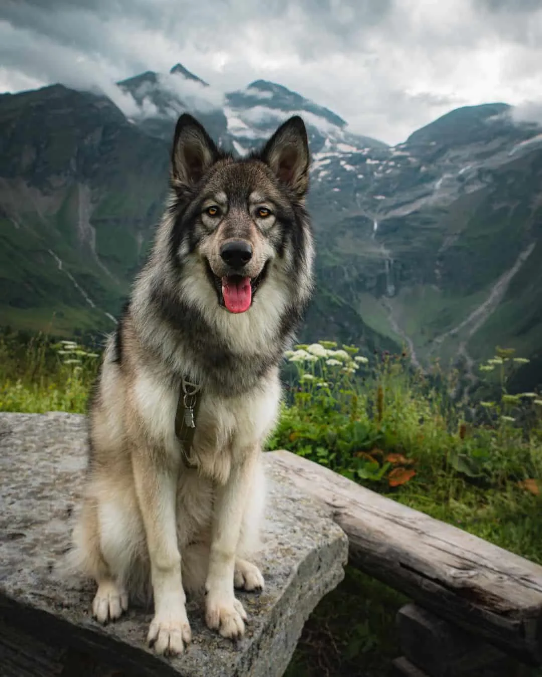Wolfdog is sitting on a rock