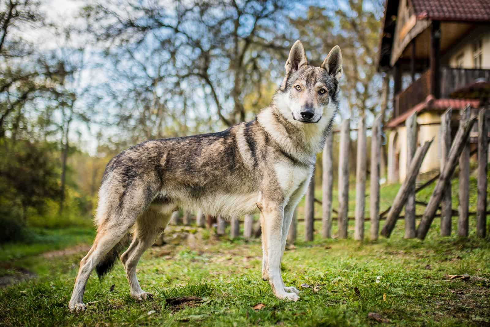 Wolfdog stands in the grass