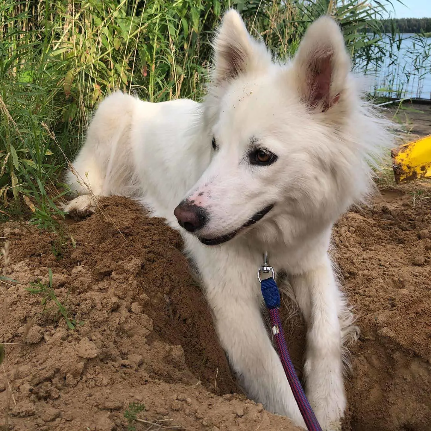 Yakutian Laika dog digging a hole