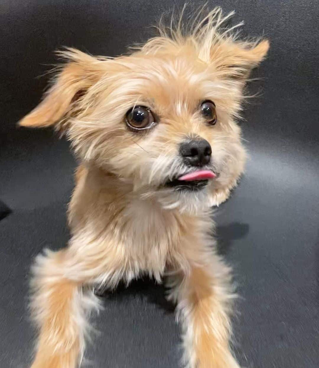 Yorkie Apso is lying on the couch