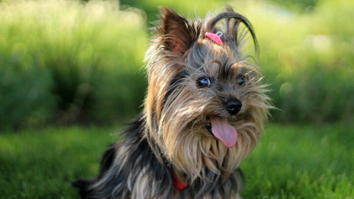 Yorkie Mixes: 40 Gorgeous Mixed Dog Breeds