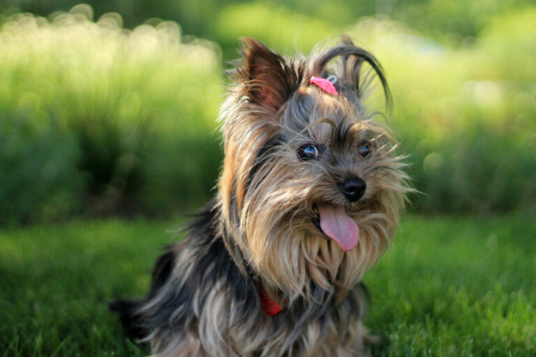 cute yorkie dog
