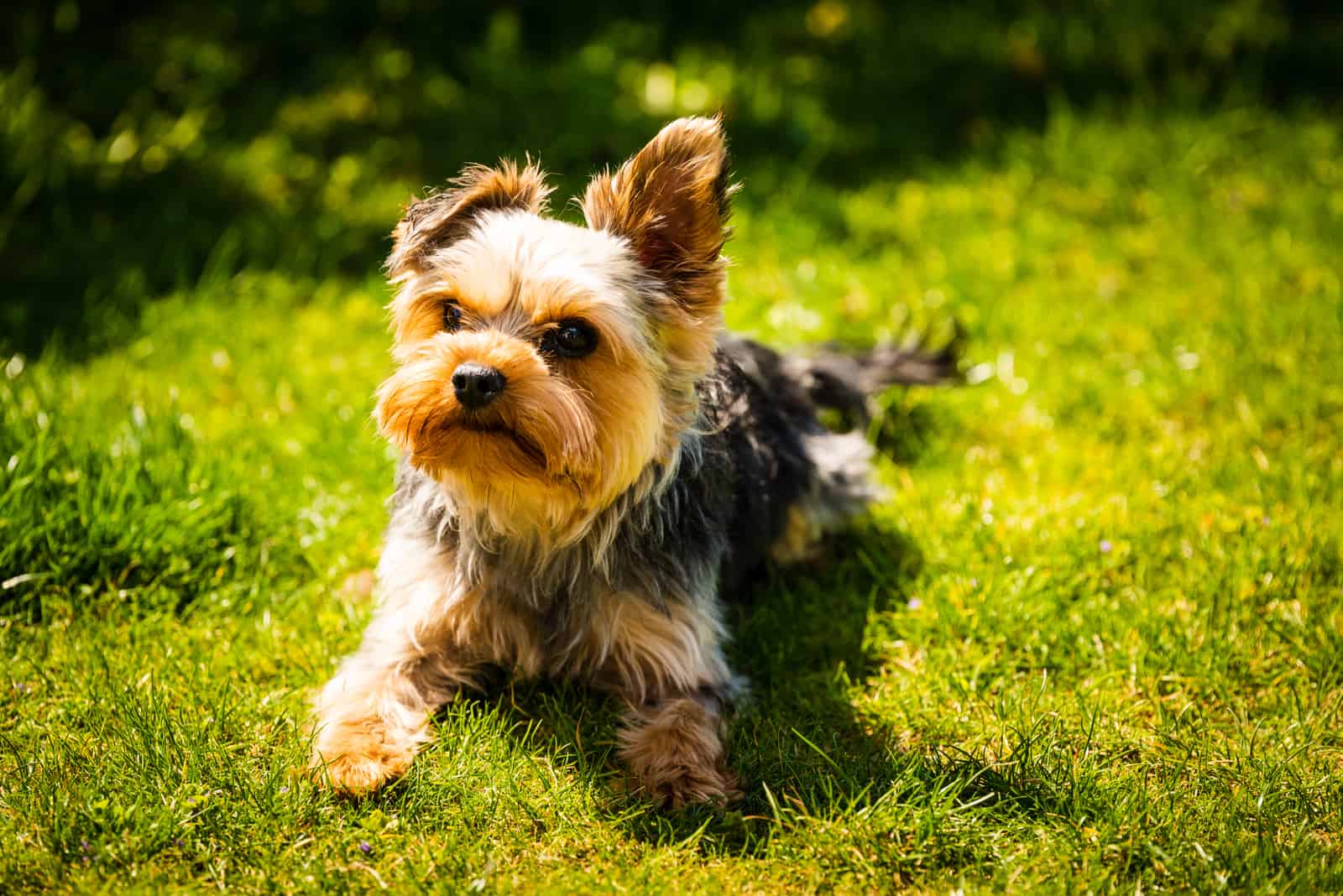 Yorkie lies in the grass