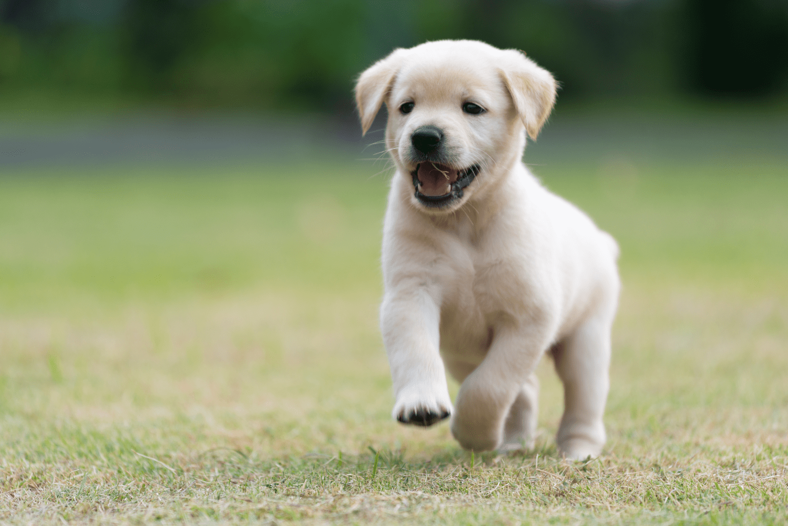 a Golden Retriever puppy runs across the field
