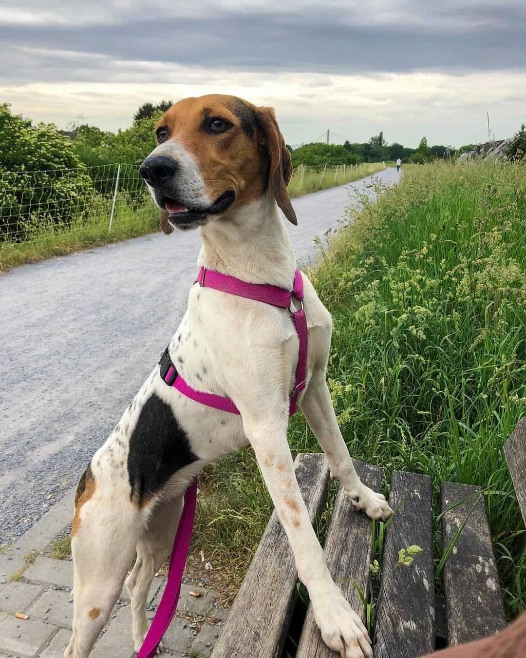 a beautiful Beagiraner dog is looking around the park