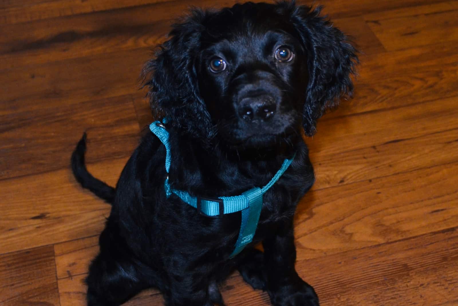 a beautiful Boykin Spaniel sitting on the floor