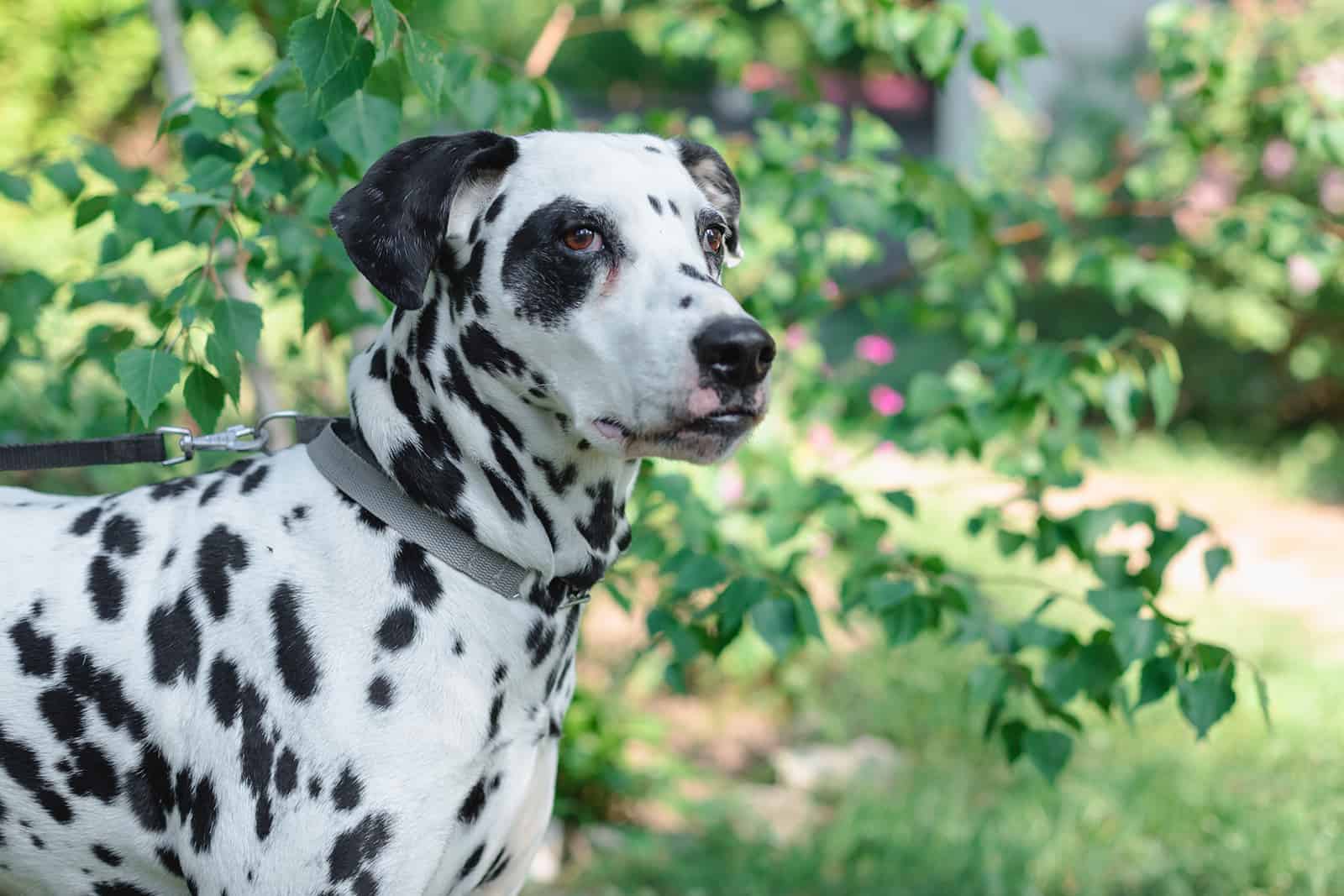 A beautiful dalmatian standing near the tree