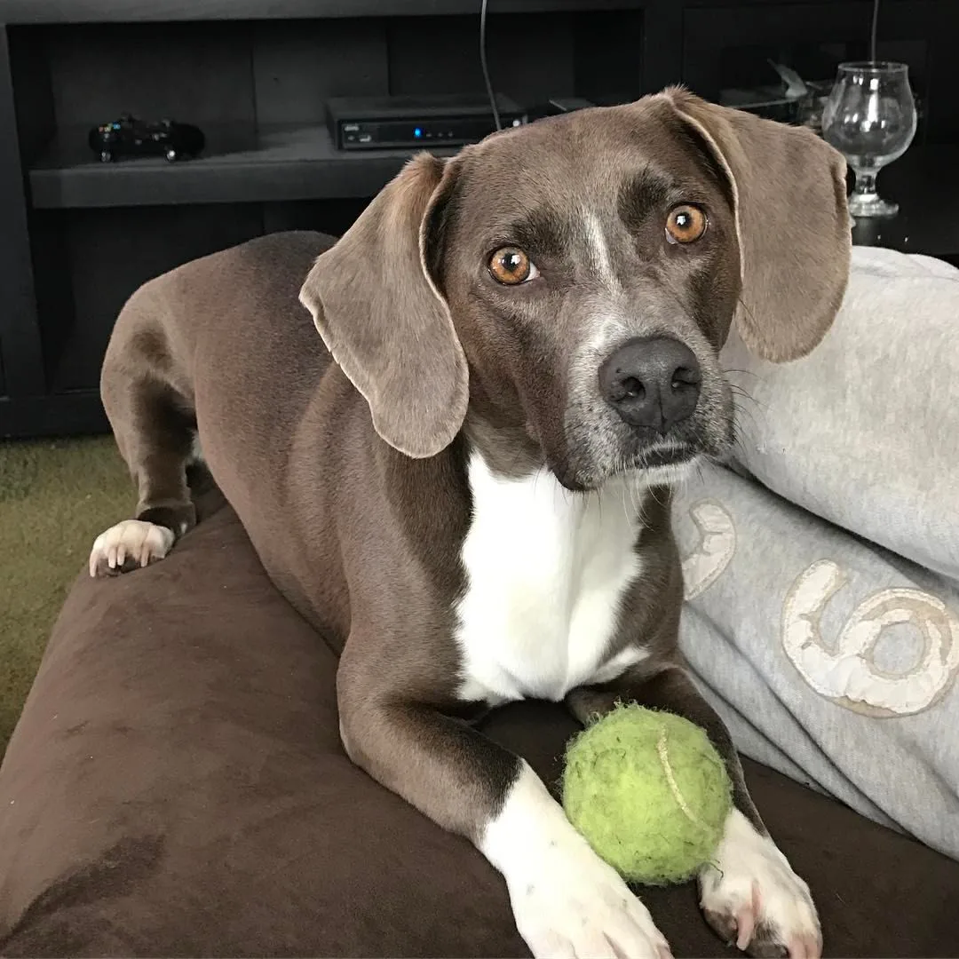 a beautiful dog lies with a tennis ball