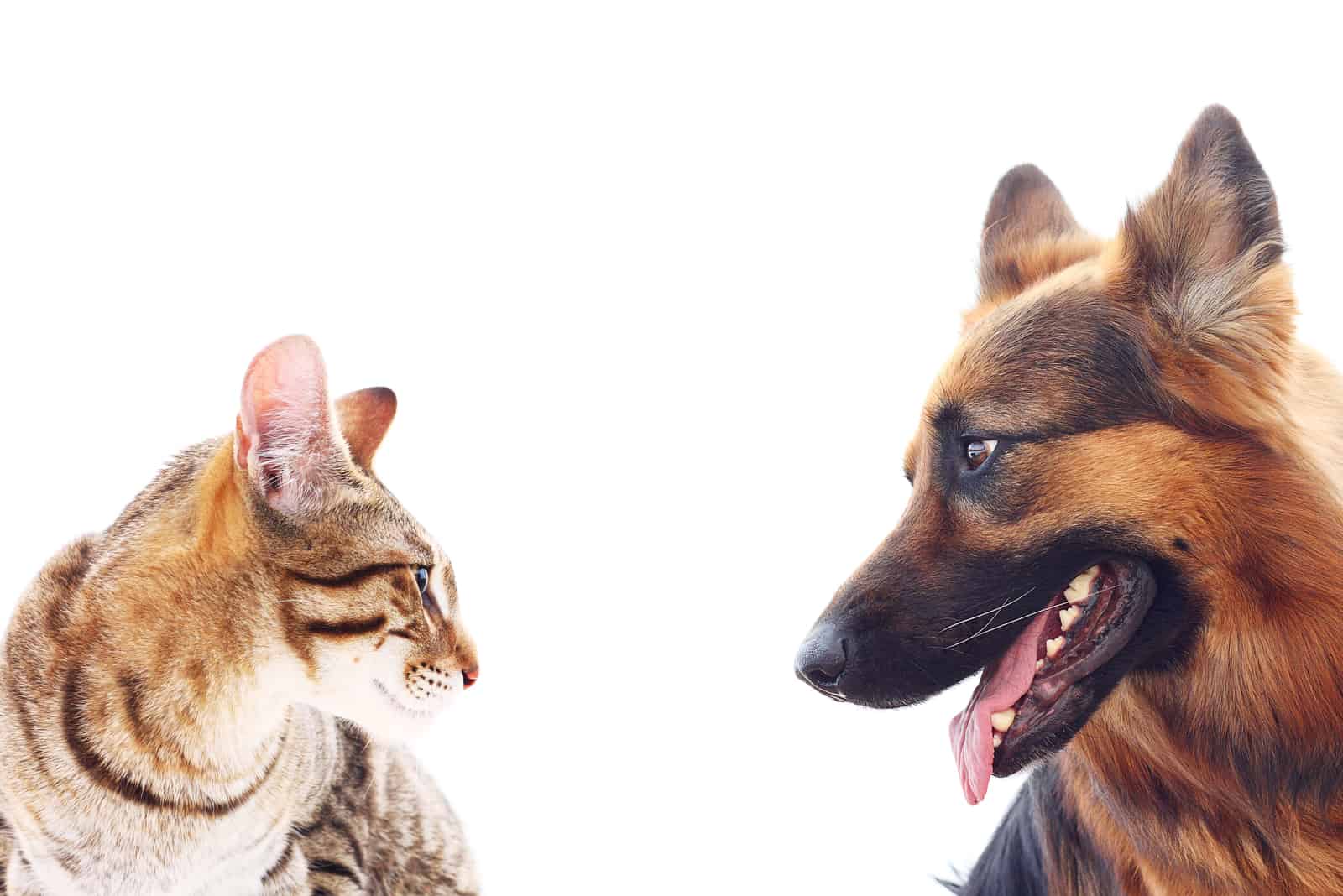 a beautiful german shepherd and a cat looking at each other