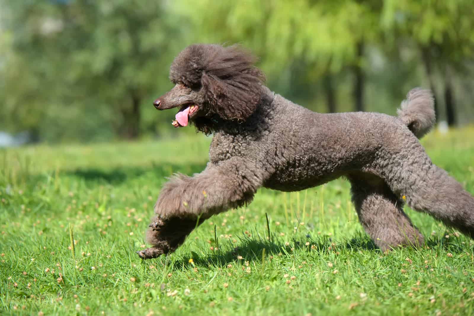 a beautiful poodle is running