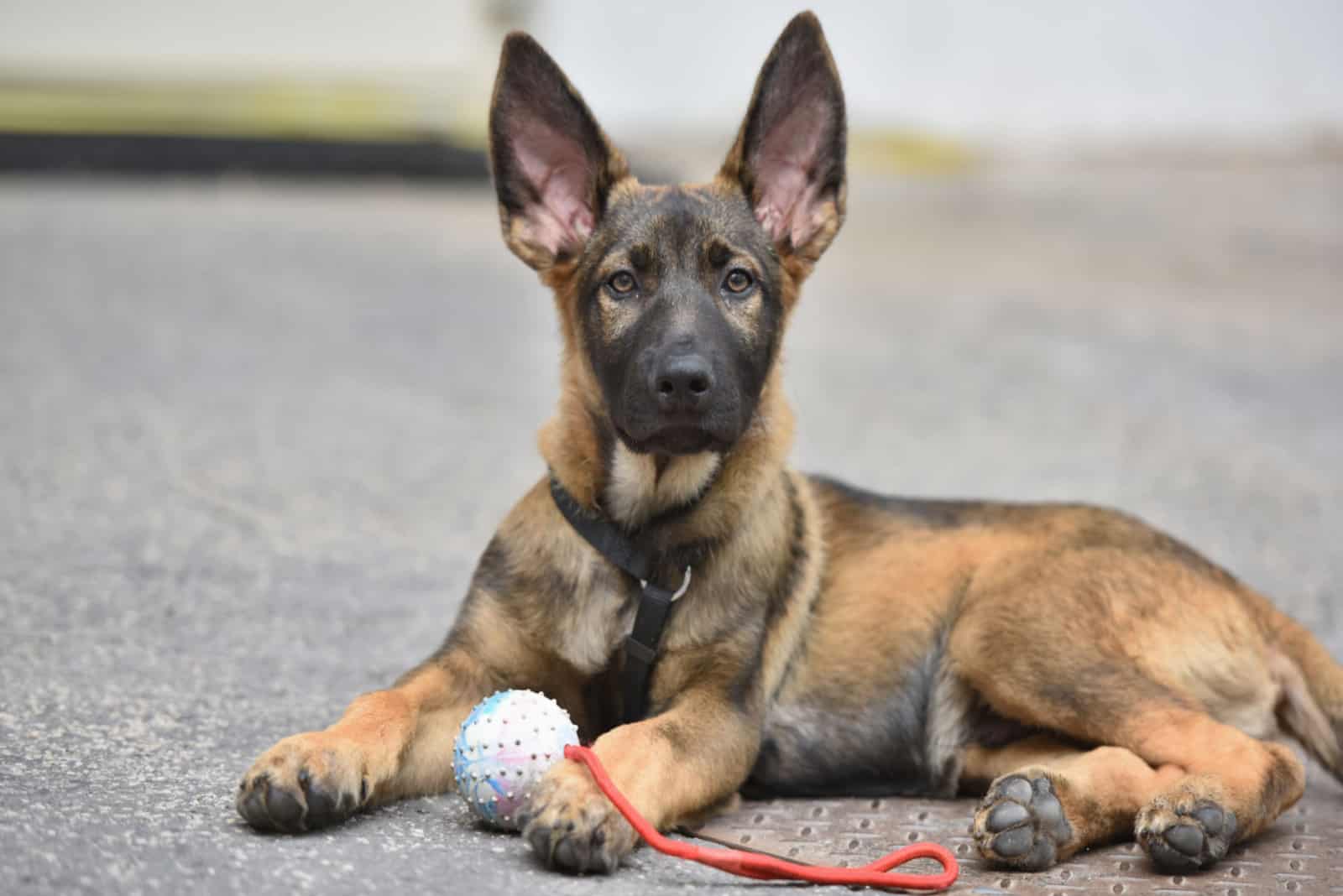 a beautiful puppy lies with a ball