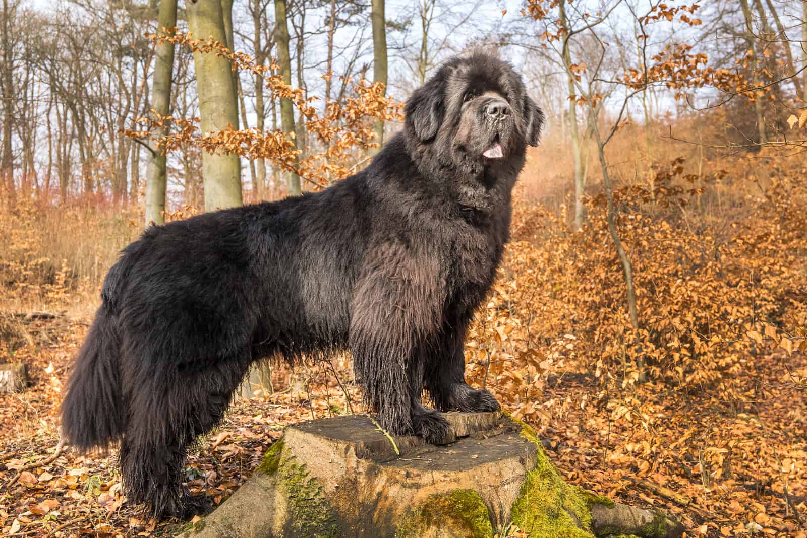 a black Newfoundland stands on a tree in the forest