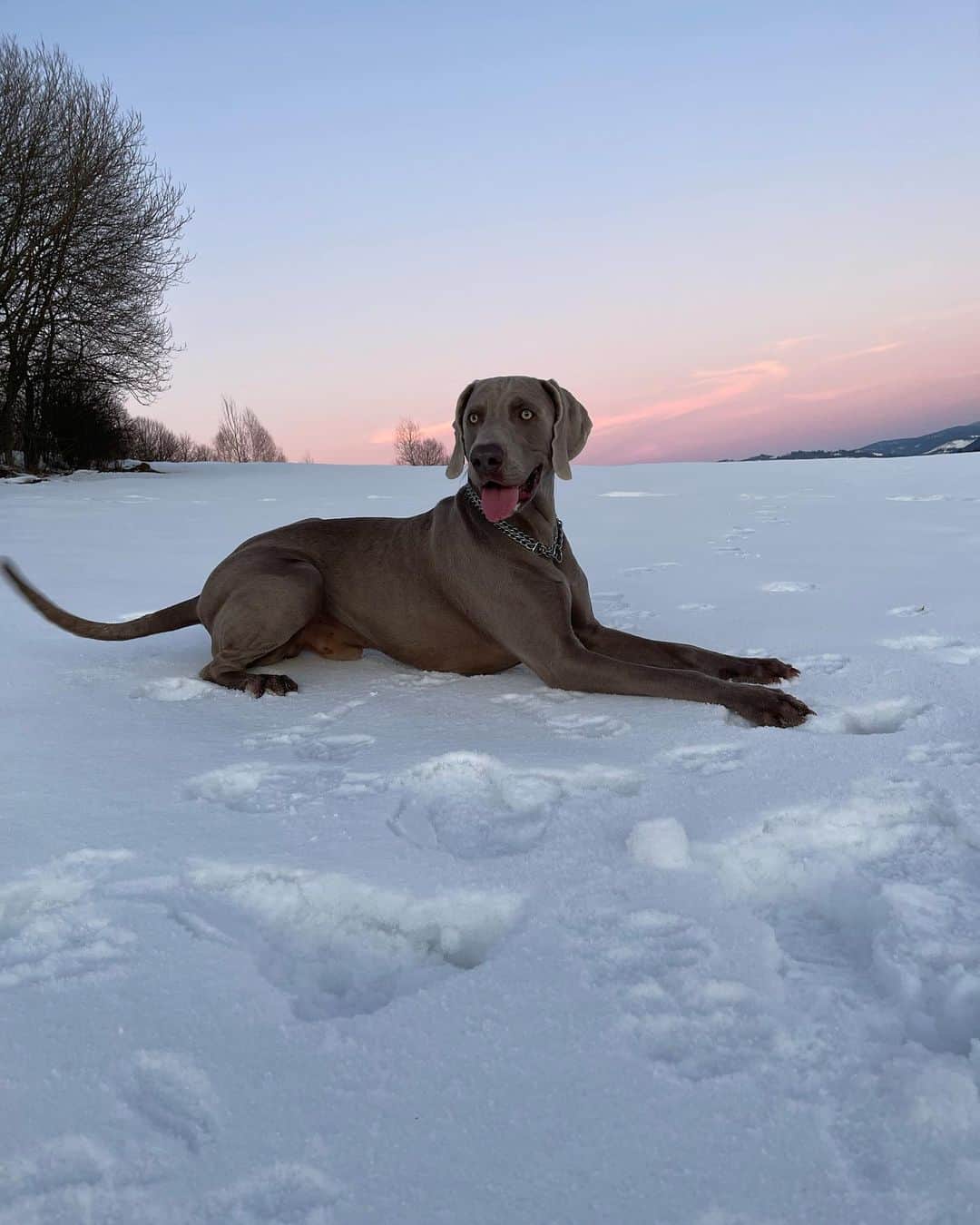 a black dog lies in the snow