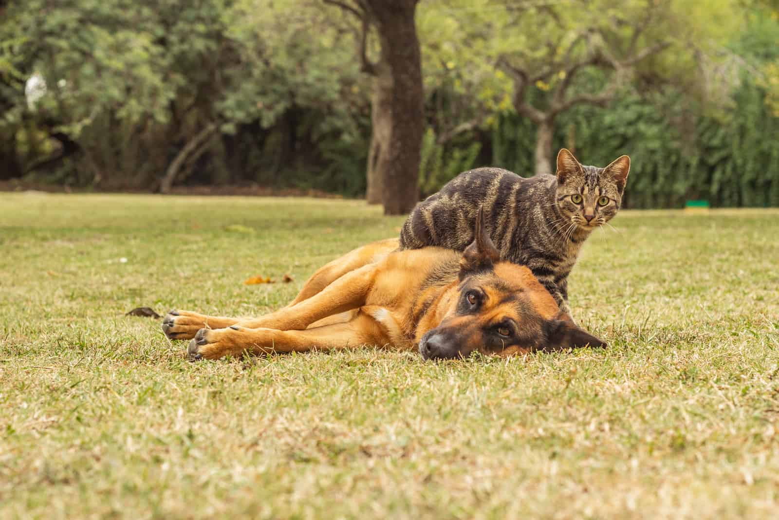 a cat sits on a German shepherd