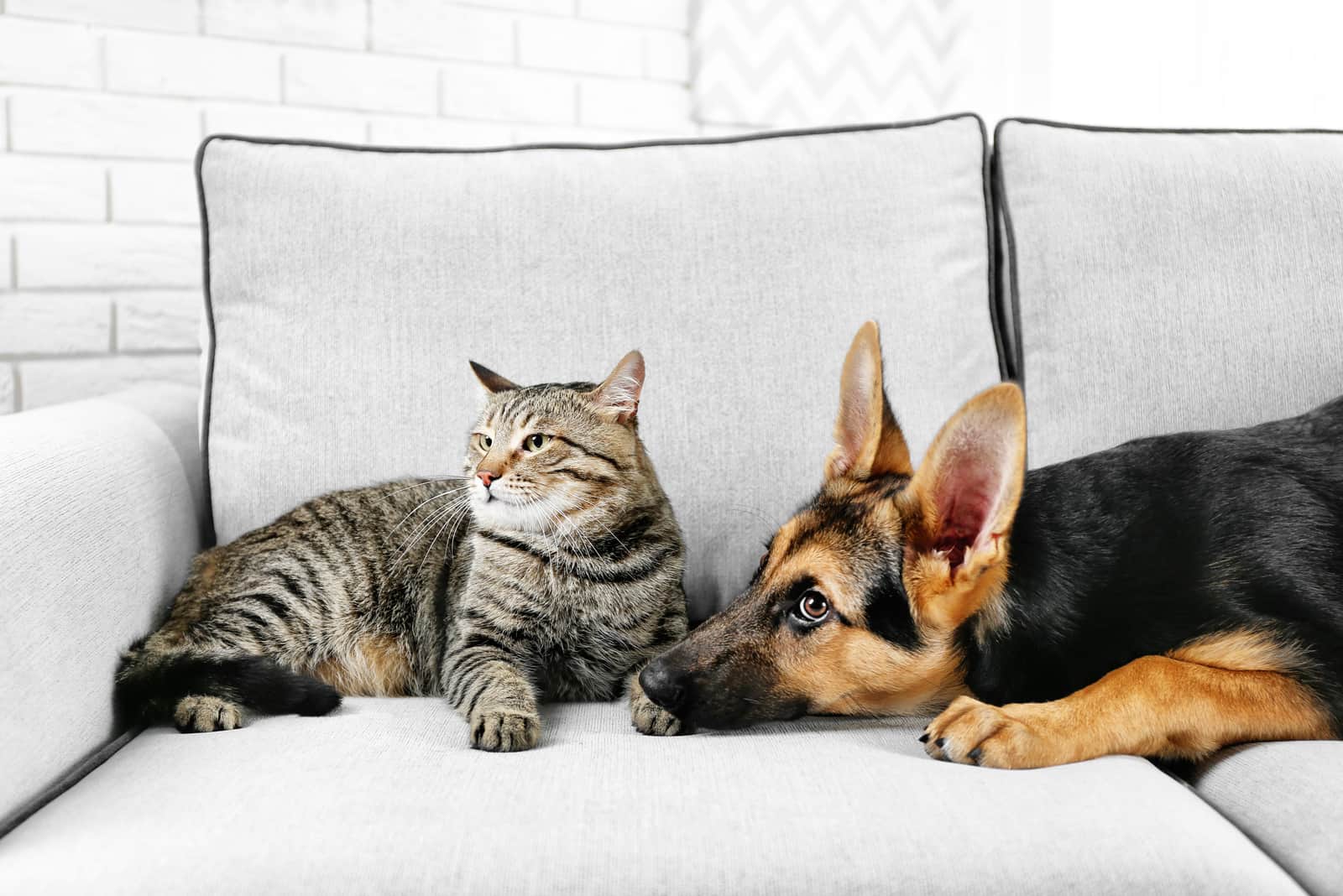 a german shepherd and a cat are lying on the sofa