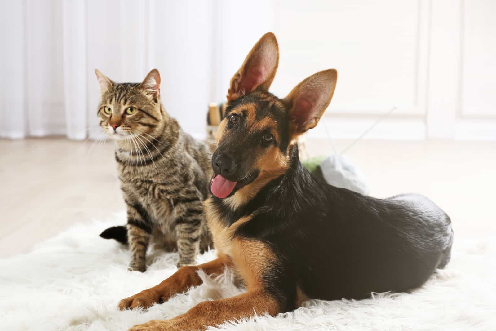 a german shepherd and a cat are sitting on a white carpet