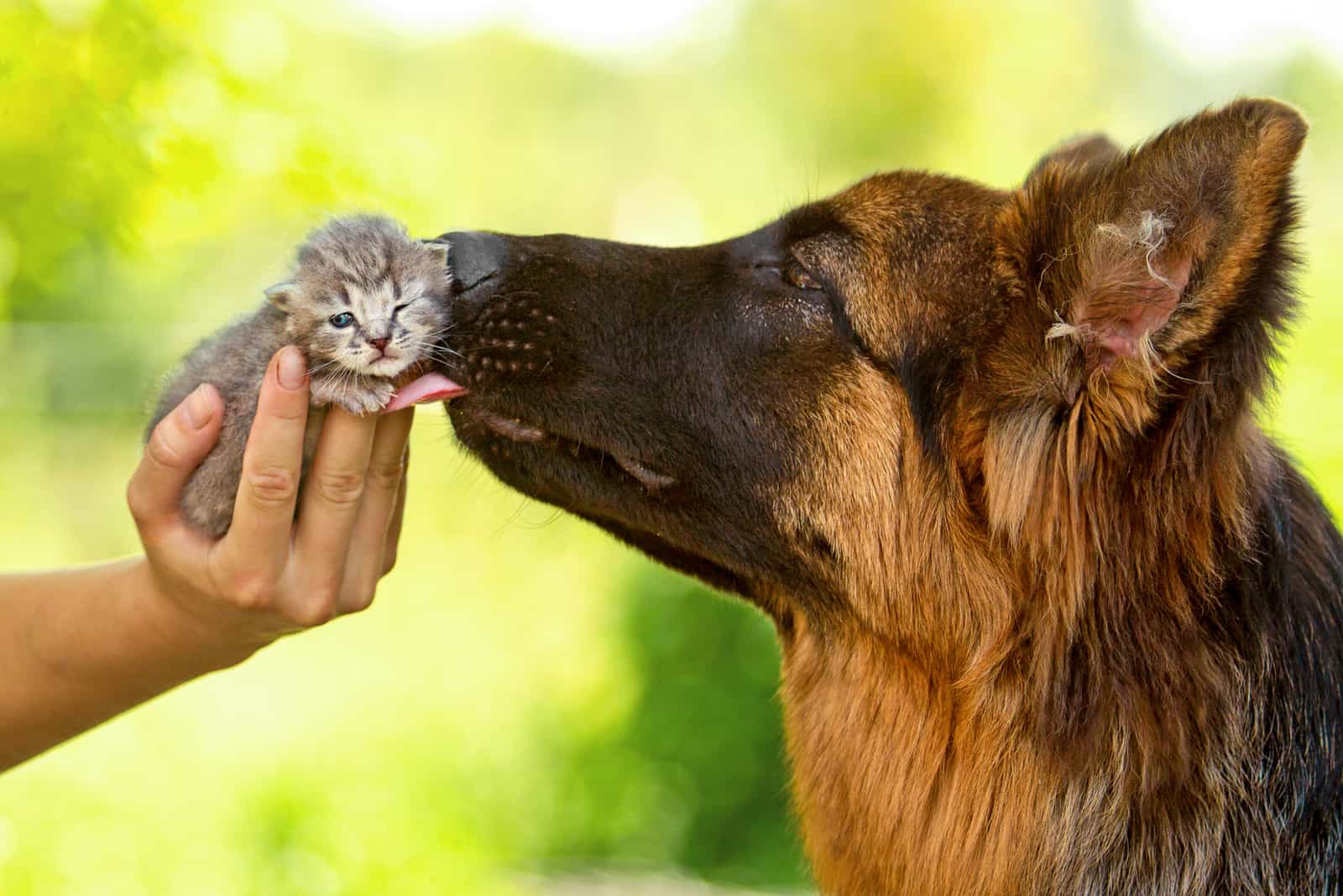 a german shepherd kisses a kitten