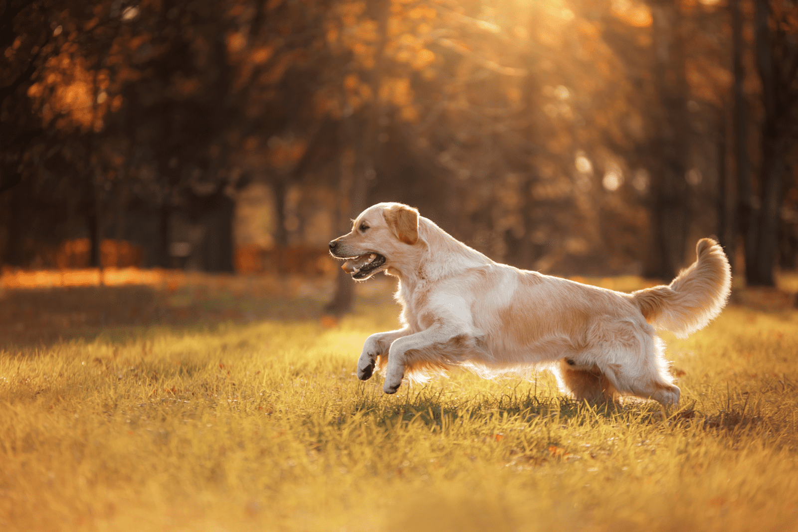 a golden retriever runs across a field