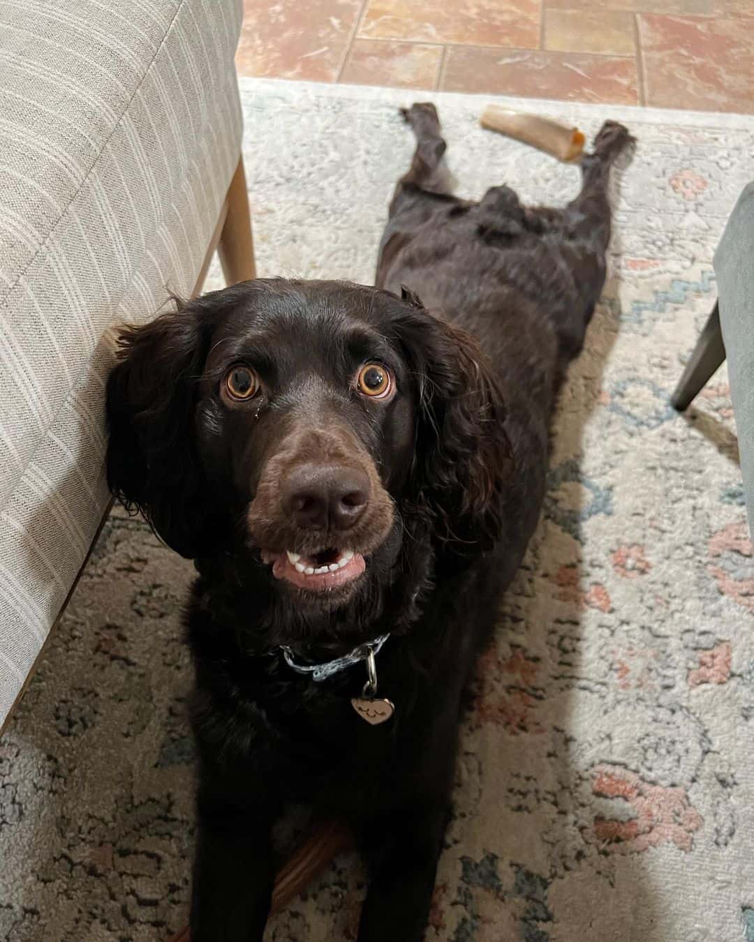 a joyful Boykin Spaniel lies on the living room floor