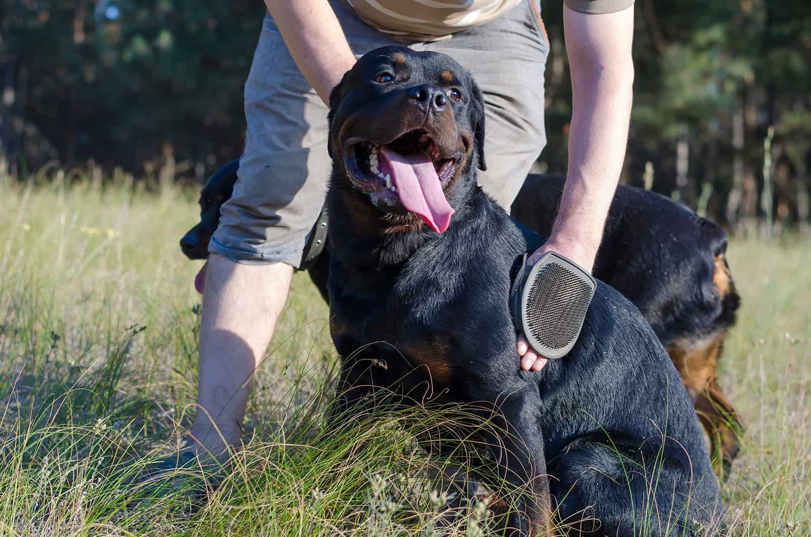 a man is combing and massaging a Rottweiler dog with a special mitten