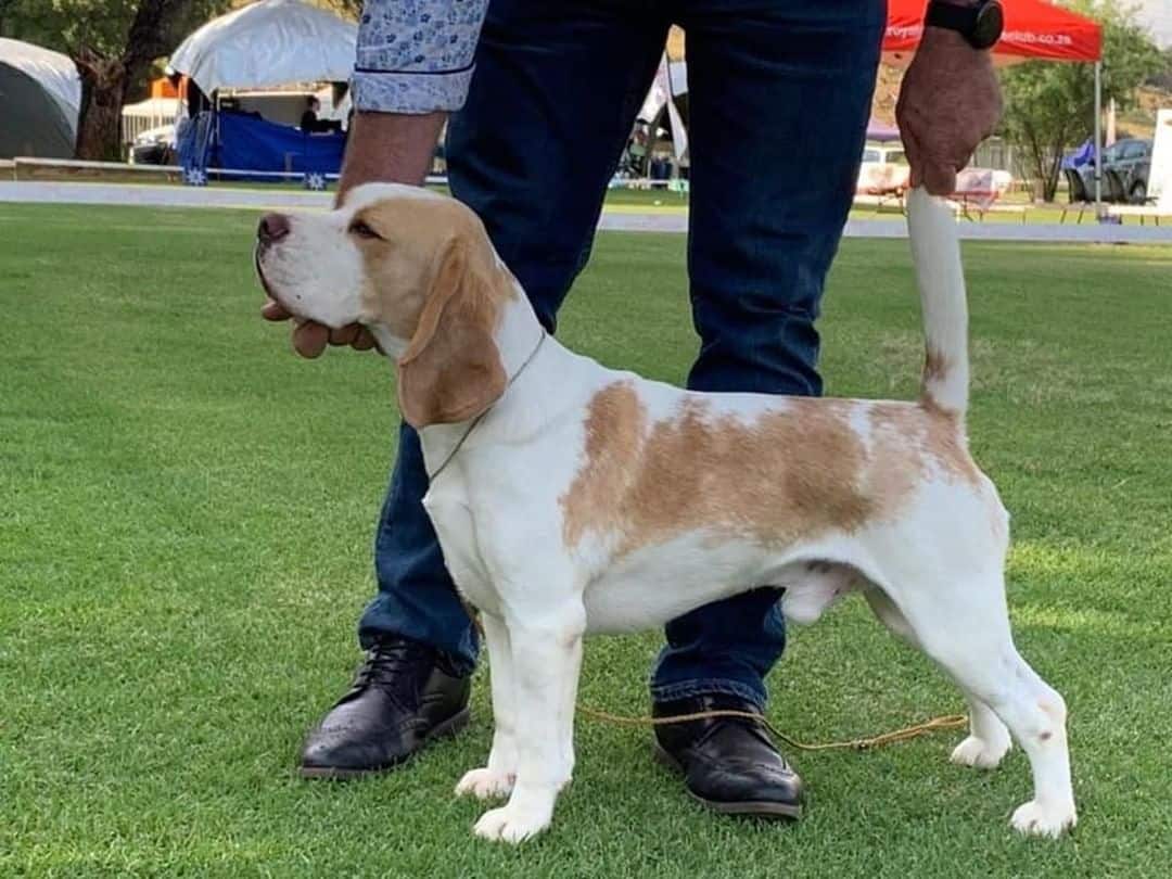 a man trains a Tan-White Beagle
