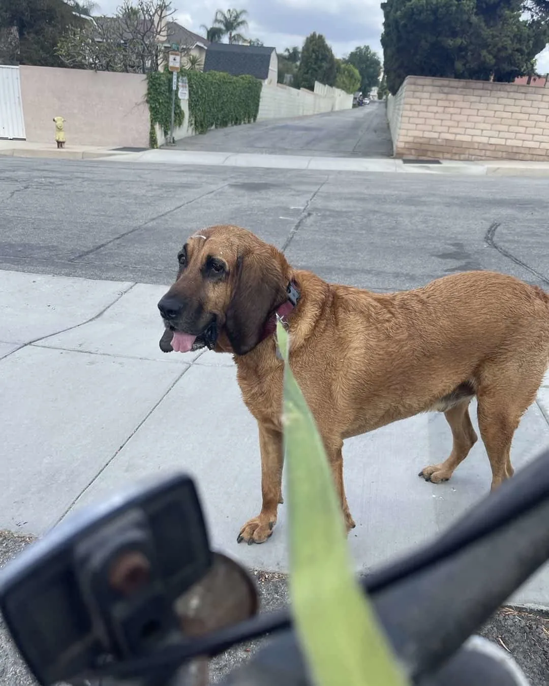 a red Bloodhound stands on the street