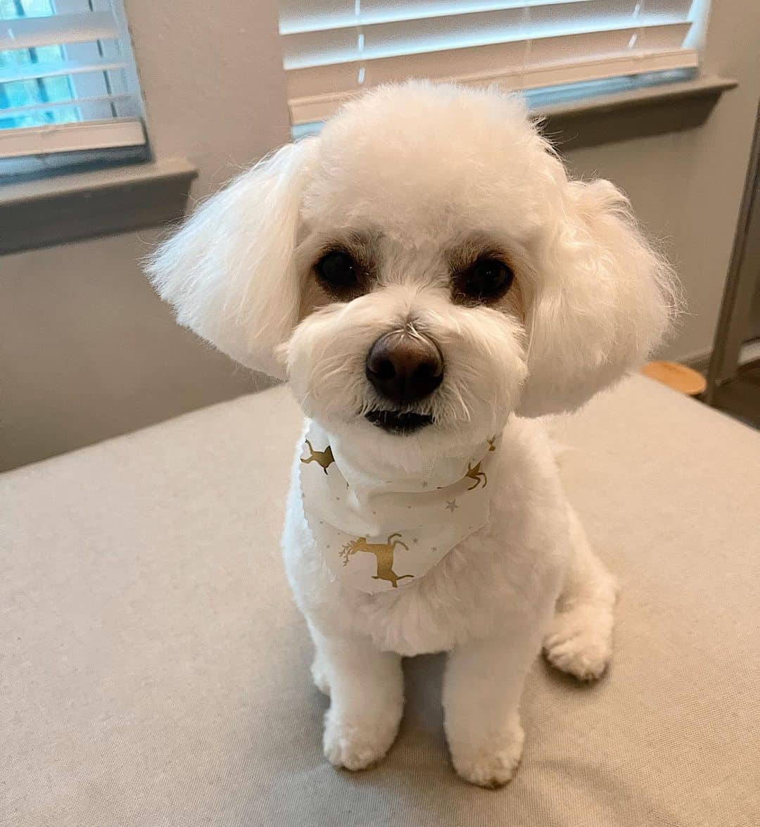 a white maltipoo is sitting and looking at the camera